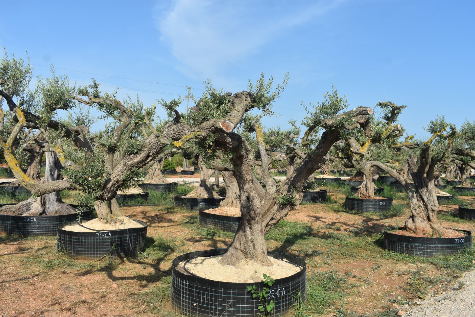 Olivos pequeños - vista lateral