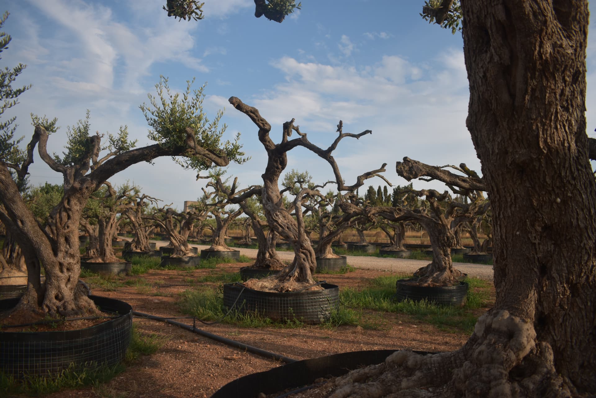 Olivos centenarios en el vivero